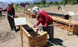 'Dünyanın en pahalı baharatı' köstebeklerden korunacak