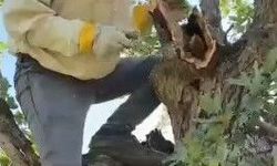 Elazığ'da ağacın gövdesinden 3 kilo bal çıktı