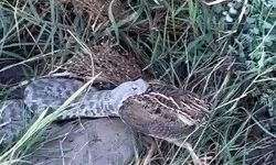 Engerek yılanının bıldırcın avı kameraya yansıdı