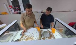 Fındık alımı başladı, araçlar kapı önünde kuyruk oldu