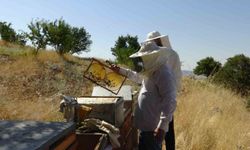Gercüş'te bal hasadı heyecanı: Üreticinin yüzü gülüyor