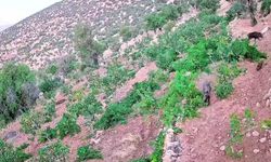 Gercüş'te domuz sürüsü bağ ve fıstık bahçelerine zarar verdi