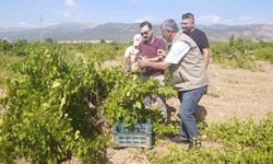 İslahiye'de üzüm hasadı başladı