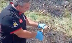 İtfaiye ekipleri yangından kurtardıkları kaplumbağayı suyla serinletti