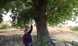 Kahramanmaraş'ta 300 yıllık kavak ağacı