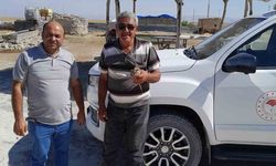 Kanadından yaralanan kızıl şahin, duyarlı çiftçinin dikkatiyle kurtuldu