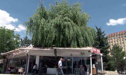 Kesmeye kıyamadığı salkım söğüdü, işletmenin simgesi oldu