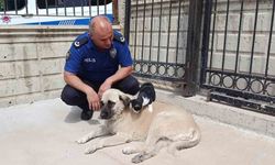 Köpeği annesi sanan kedi