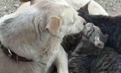 Köpek yavru kedilere annelik yapıyor