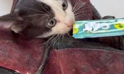 Kurtardığı kedi aracının motoruna girdi