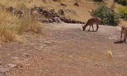 Malatya'da dağ keçileri görüntülendi