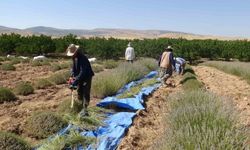 Malatya'da kavurucu sıcak altında lavanta hasadı