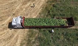Muş Ovası'nda karpuz hasadı başladı: 2,1 milyar liralık gelir hedefleniyor