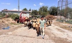 Öksüz ve yetim çoban Suriyeli Abdurrahman'dan kendine sahip çıkan aileye yürek ısıtan teşekkür