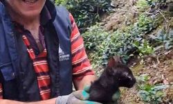 Rize'de 4 gündür boru içinde sıkışan kediyi çay üreticileri kurtardı