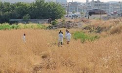 Şanlıurfa'da tarlada erkek cesedi bulundu