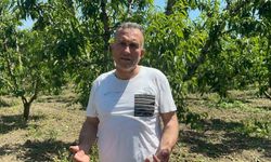 Sıfır kimyasal sıfır maliyet: Bedava hayvansal gübreyle üretim yapıyor