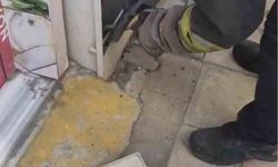 Tekirdağ'da doğalgaz kutusuna giren yılanı kedi fark etti