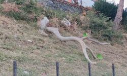 Tekirdağ'da poyraz ağaçları devirdi