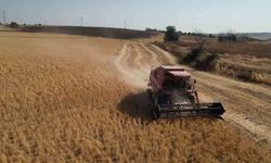 Tekirdağ'da sertifikalı nohut hasadı