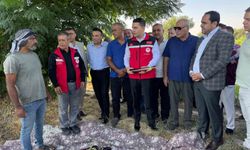Tescilli Birecik patlıcanında hasat başladı
