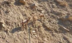 Tunceli'de nesli tükenme tehlikesi altında olan dağ keçileri görüntülendi