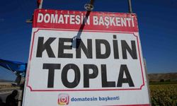 Ayaş domatesi hasadında yeni dönem: Vatandaş tarlaya gidip kendi topluyor