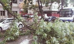 Başkentte yağıştan devrilen ağaç trafiği aksattı
