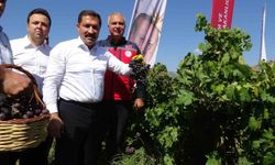 Bereketin yaşandığı üzümde bağ bozumu başladı, 85 bin ton rekolte bekleniyor