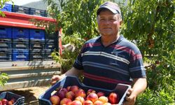 Bu nektarinin yüzde 70'i yurt dışına gidiyor