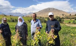 Coğrafi işaretli kuru fasulye hasadı başladı
