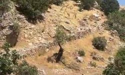 Diyarbakır dağları yaban keçilerine emanet