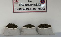 Diyarbakır'da 253 bin kök kenevir ve 42 kilo esrar ele geçirildi