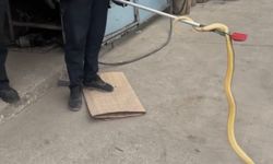Dükkana giren yılan paniğe sebep oldu