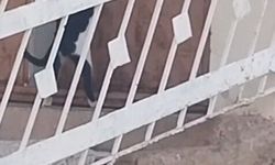 Elazığ'da bir kedi, evin kapısını açarak içeri girdi