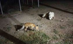 Eskişehir'de eve misafir olan tilki beslediler