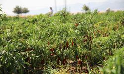 Gaziantep'te en acı hasat