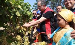 Gökçeada'da üzüm hasadı