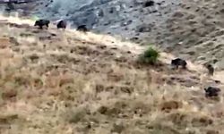 Hasada günler kala domuz sürüsü kabusu: Elma bahçeleri talan edildi