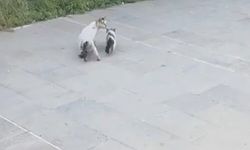 Havalandırma boşluğuna düşen yavru kediyi itfaiye kurtardı