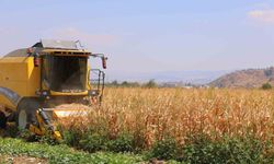 Kahramanmaraş'ta mısır hasadı başladı