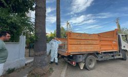 Marmaris'teki çöp evden bir kamyon çöp ve 30'a yakın kedi çıktı