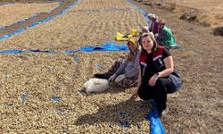 Meriç'te yer fıstığı hasadı başladı