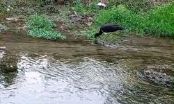 Nadir görülen kara leylek, beslenirken görüntülendi