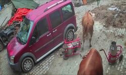 Öfkeli boğa süt sağım makinesini sürükledi, o anlar kameraya yansıdı
