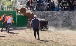 Rakibinden kaçan 600 kiloluk boğa olimpiyat sporcularına taş çıkardı