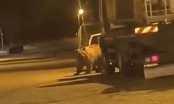 Sinop'ta ayı araçların arasında dolaştı