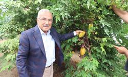 Tropikal meyveler Karadeniz'i sevdi
