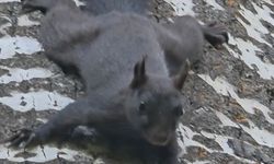Tunceli'de nadir görülen kara sincap görüntülendi
