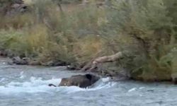 Tunceli'de yaban domuzu derenin akıntısına rağmen karşıya geçmeyi başardı